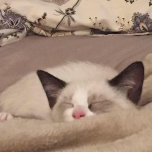 Meet your Posher, Tammy